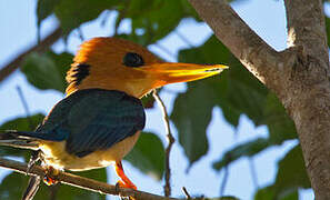 Mountain Kingfisher