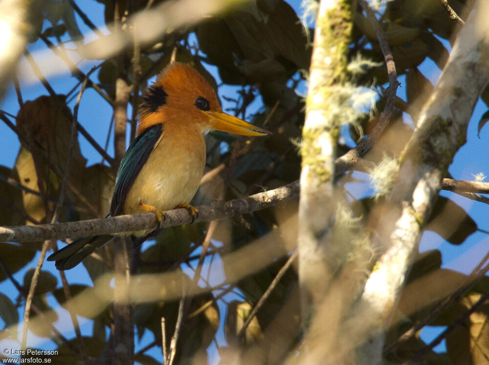 Mountain Kingfisher