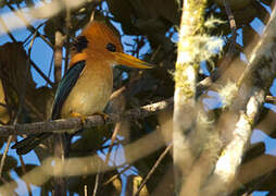 Mountain Kingfisher