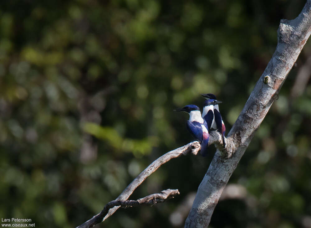 Ultramarine Kingfisheradult, habitat