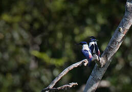 Ultramarine Kingfisher