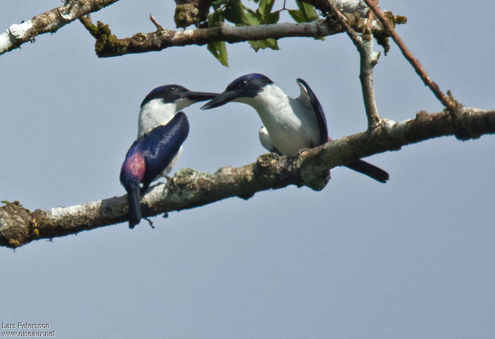 Ultramarine Kingfisheradult, courting display