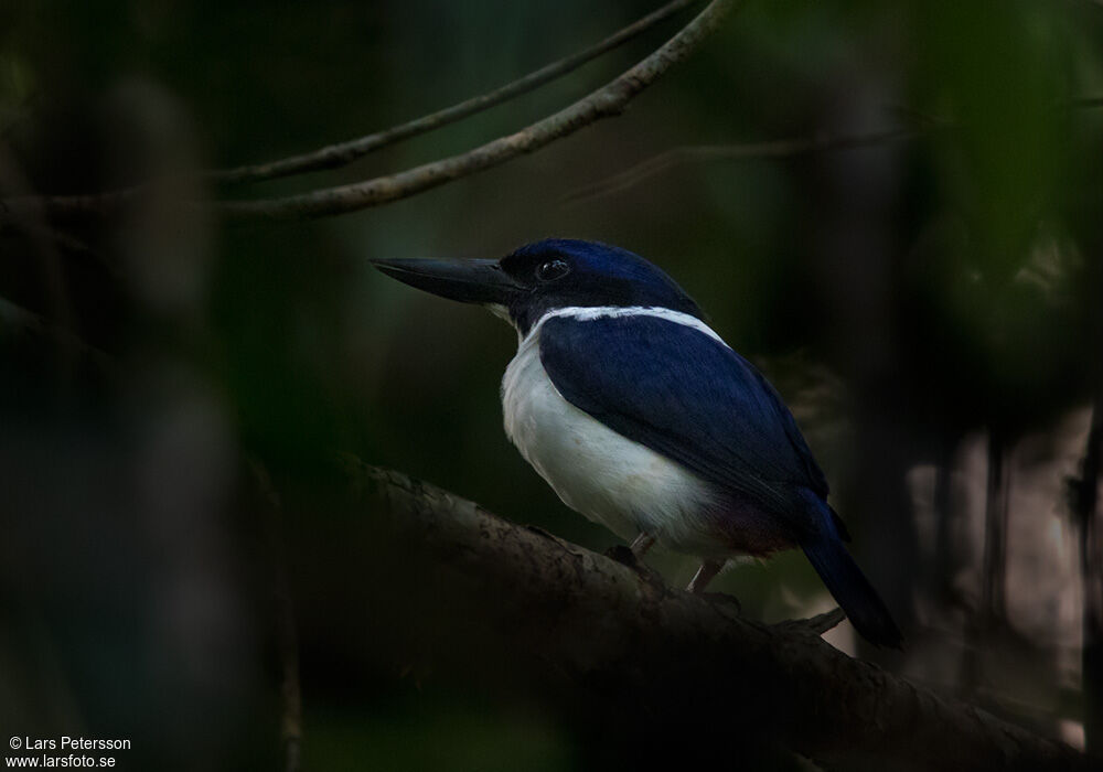 Ultramarine Kingfisher