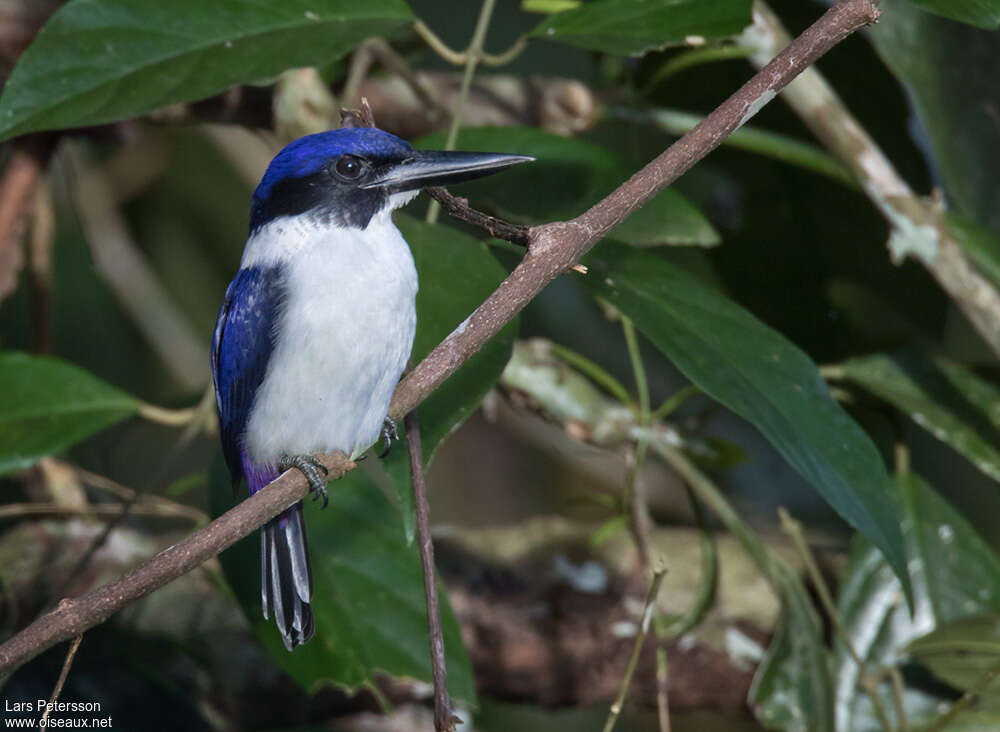 Ultramarine Kingfisheradult, identification