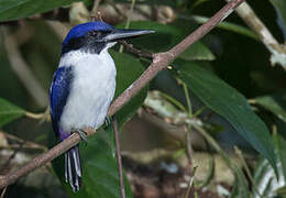 Ultramarine Kingfisher