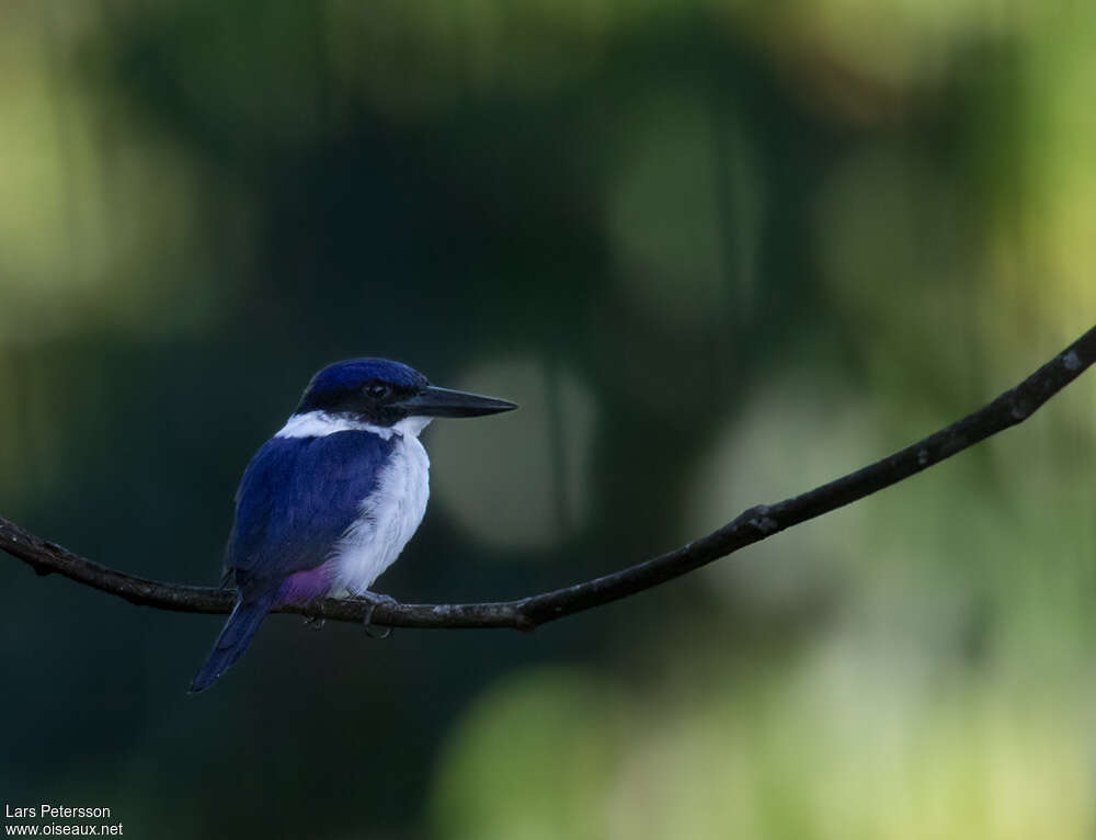 Ultramarine Kingfisheradult, identification