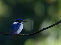 Ultramarine Kingfisher