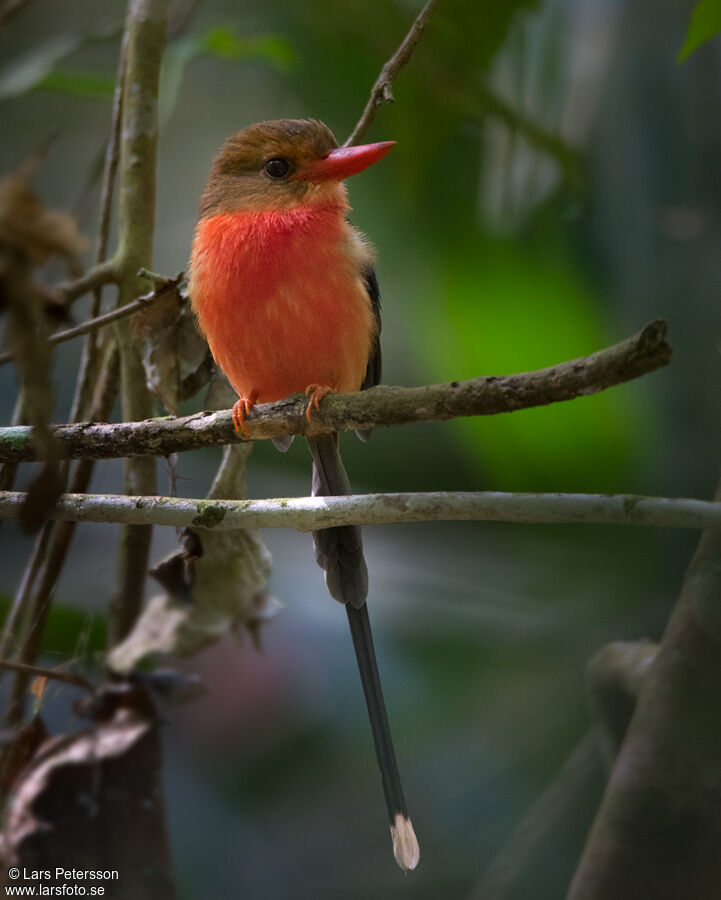 Brown-headed Paradise Kingfisher