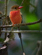 Brown-headed Paradise Kingfisher