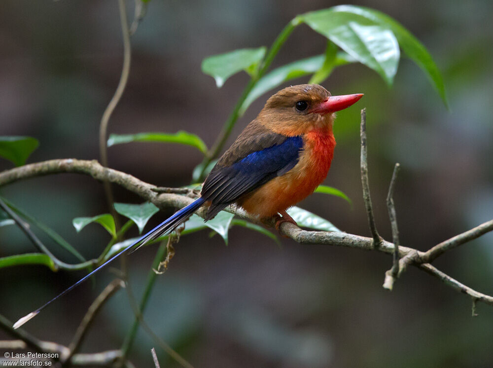 Brown-headed Paradise Kingfisher