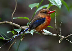 Brown-headed Paradise Kingfisher