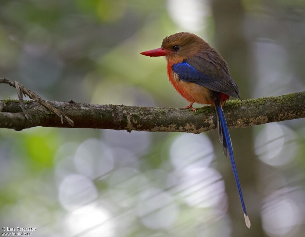 Brown-headed Paradise Kingfisher