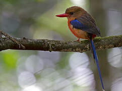 Brown-headed Paradise Kingfisher