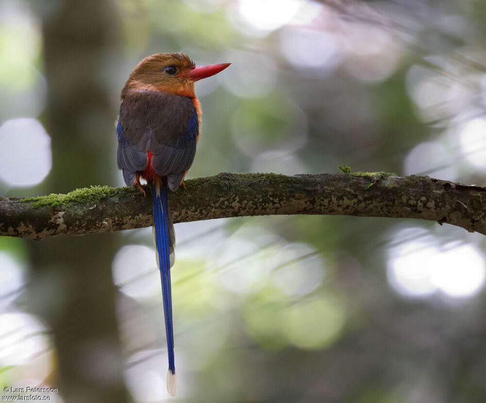 Brown-headed Paradise Kingfisher