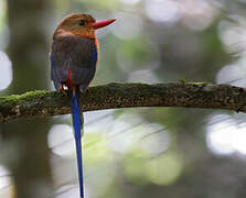 Brown-headed Paradise Kingfisher