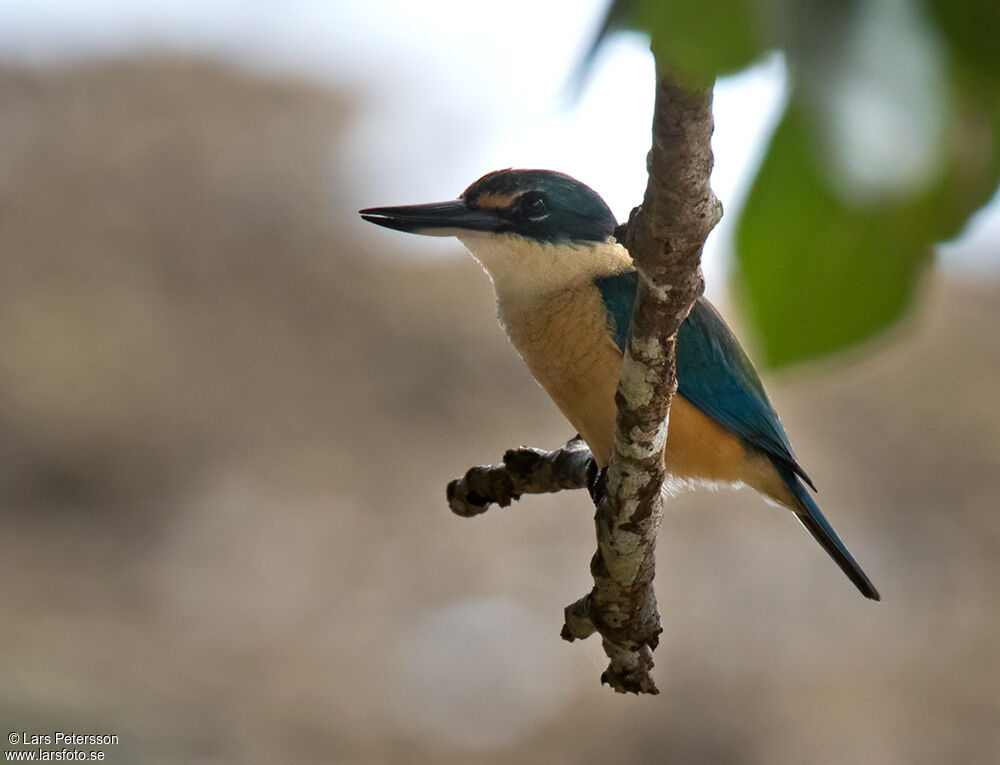 Sacred Kingfisher