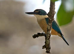 Sacred Kingfisher