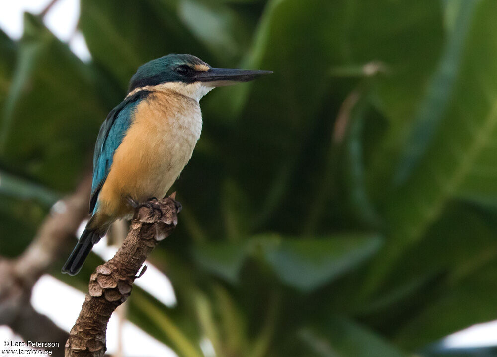 Sacred Kingfisher