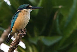 Sacred Kingfisher