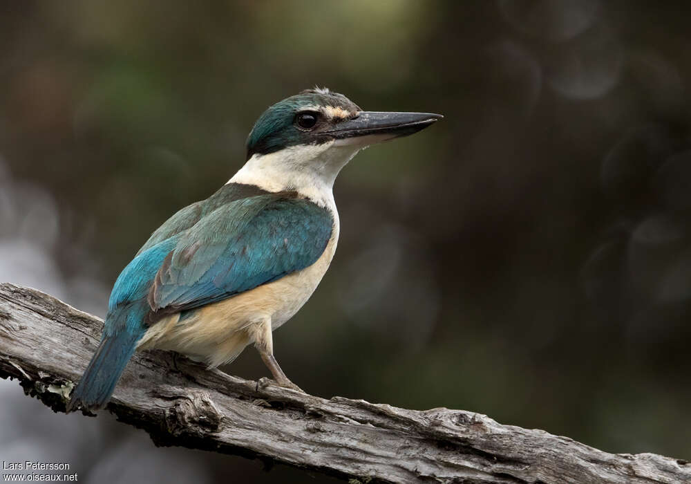 Sacred Kingfisheradult, Behaviour