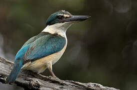 Sacred Kingfisher