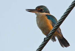 Sacred Kingfisher