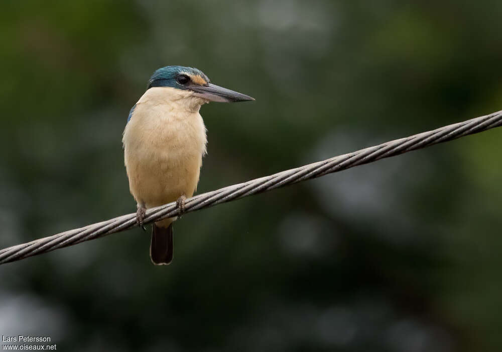 Sacred Kingfisheradult, Behaviour