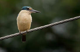 Sacred Kingfisher