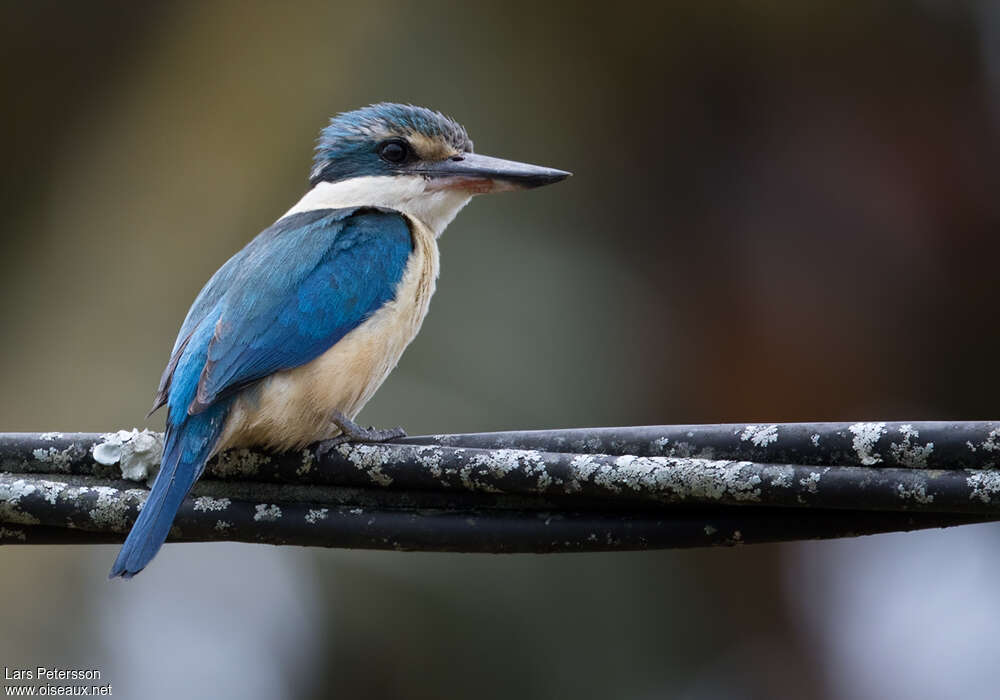 Sacred Kingfisheradult