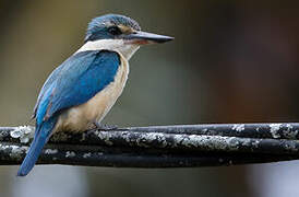 Sacred Kingfisher