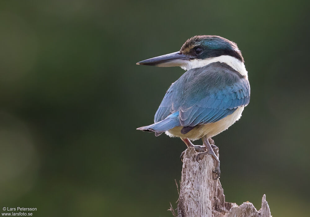 Sacred Kingfisher