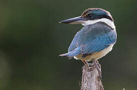 Sacred Kingfisher