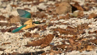 Sacred Kingfisher