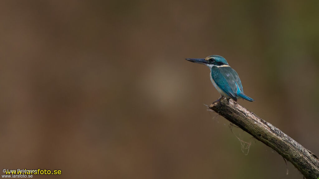 Sacred Kingfisher