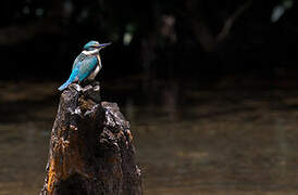 Sacred Kingfisher