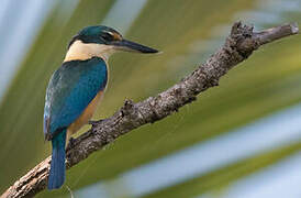 Sacred Kingfisher