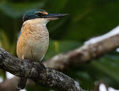 Sacred Kingfisher