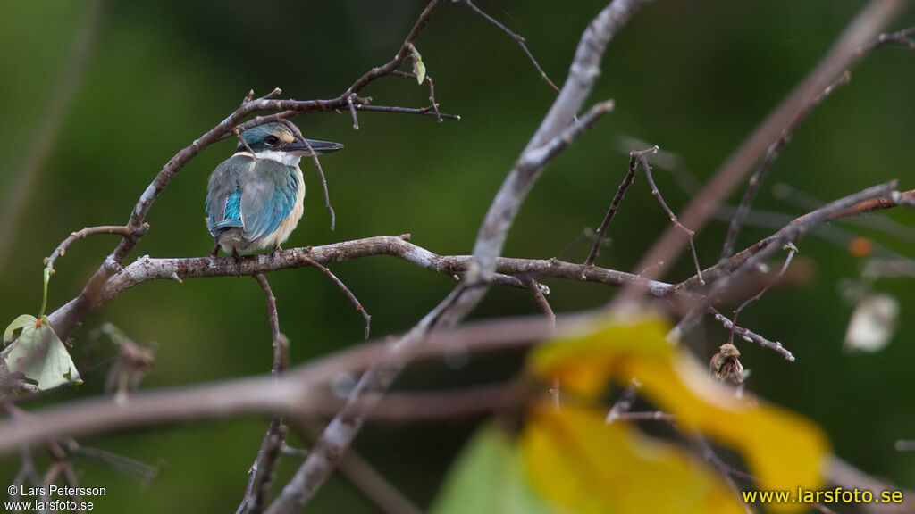 Sacred Kingfisher