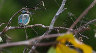 Sacred Kingfisher