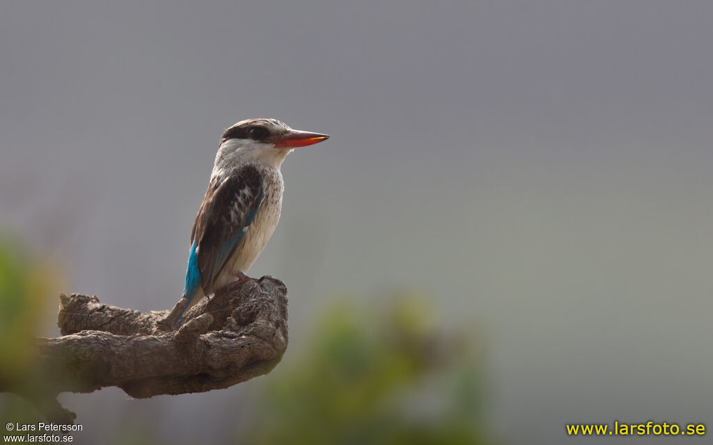 Striped Kingfisher