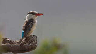 Striped Kingfisher