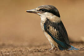 Striped Kingfisher