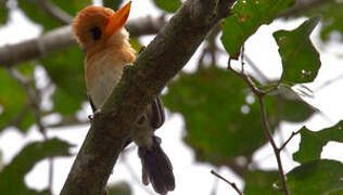 Yellow-billed Kingfisher