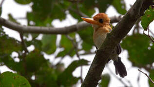 Yellow-billed Kingfisher