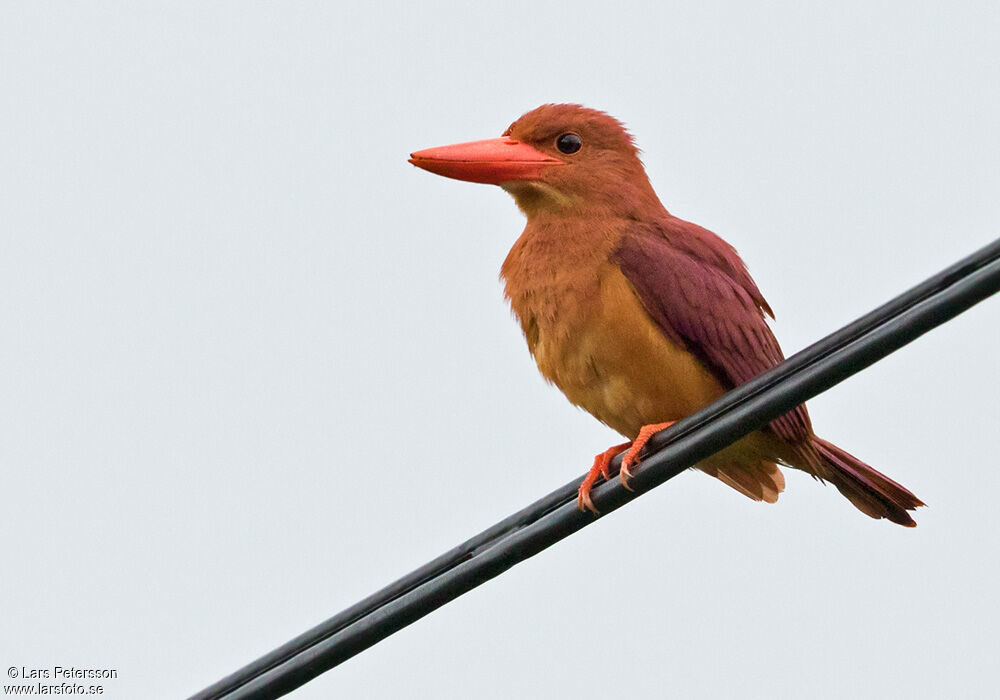 Ruddy Kingfisher