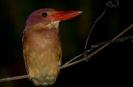 Ruddy Kingfisher