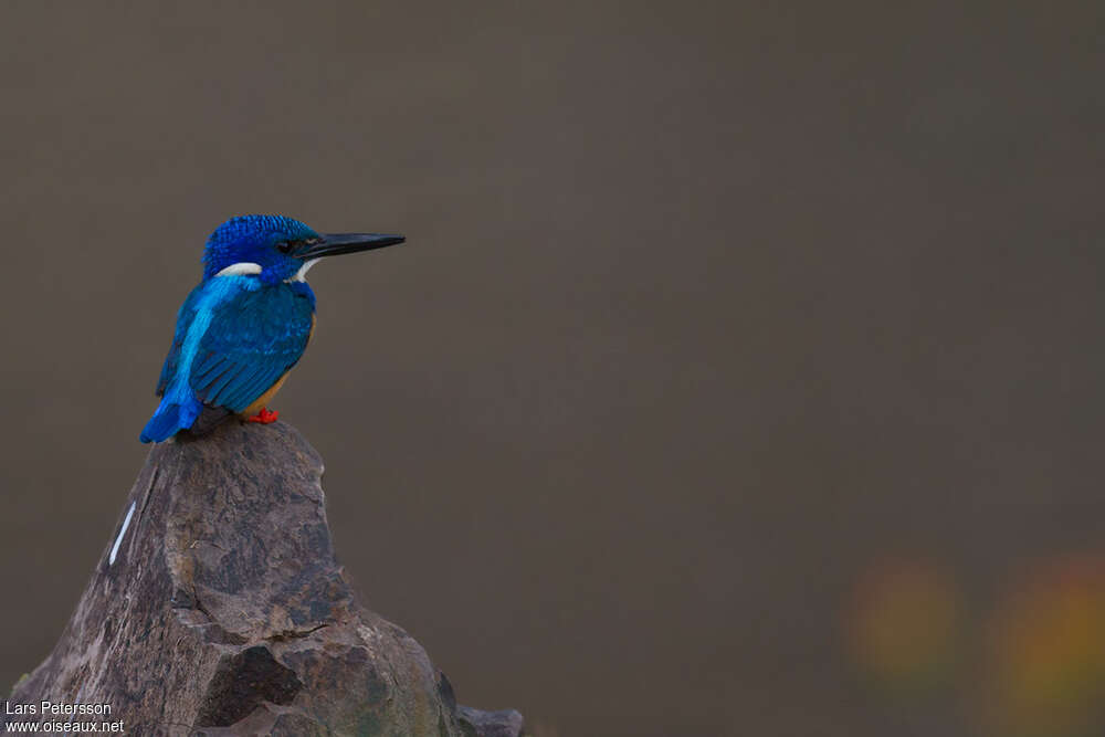 Half-collared Kingfisher male adult