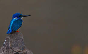 Half-collared Kingfisher