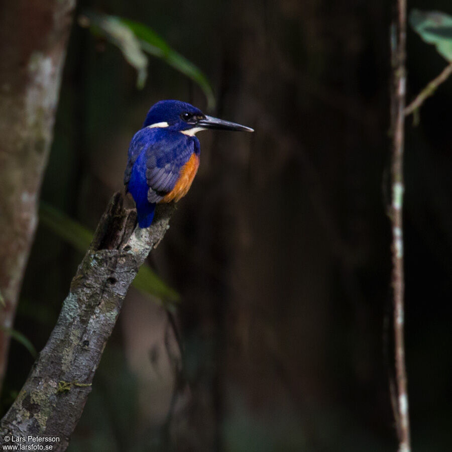 Azure Kingfisher