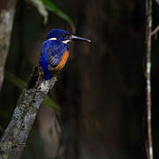 Azure Kingfisher